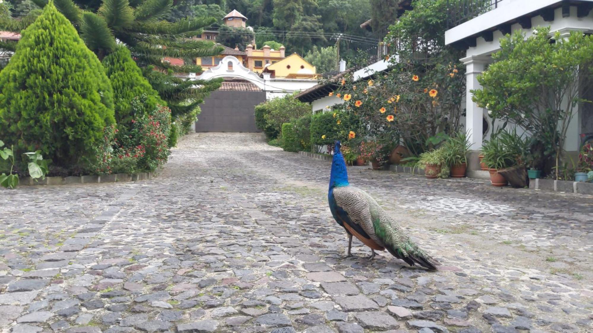 Hotel Y Jardines Casa Buho 危地马拉安地瓜 外观 照片